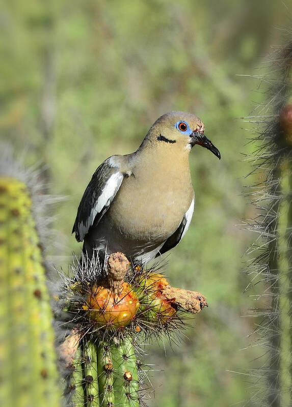 White Winged Dove Poster featuring the photograph A White Winged Dove by Saija Lehtonen