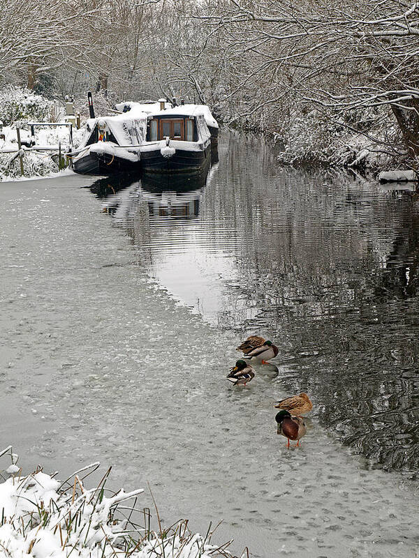 Snow Poster featuring the photograph A Winters Day on the River by Gill Billington