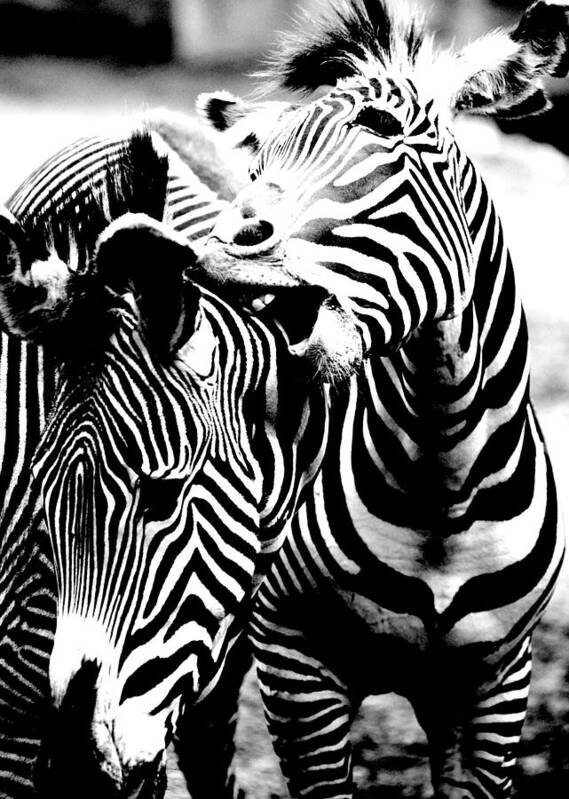 Zebras Poster featuring the photograph Affection by Jeremiah John McBride