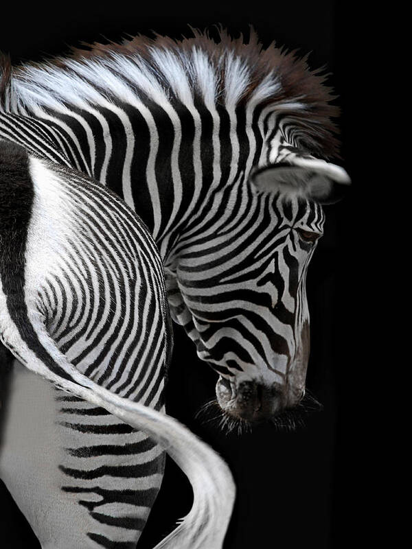 Animal Poster featuring the photograph african stripes II by Joachim G Pinkawa