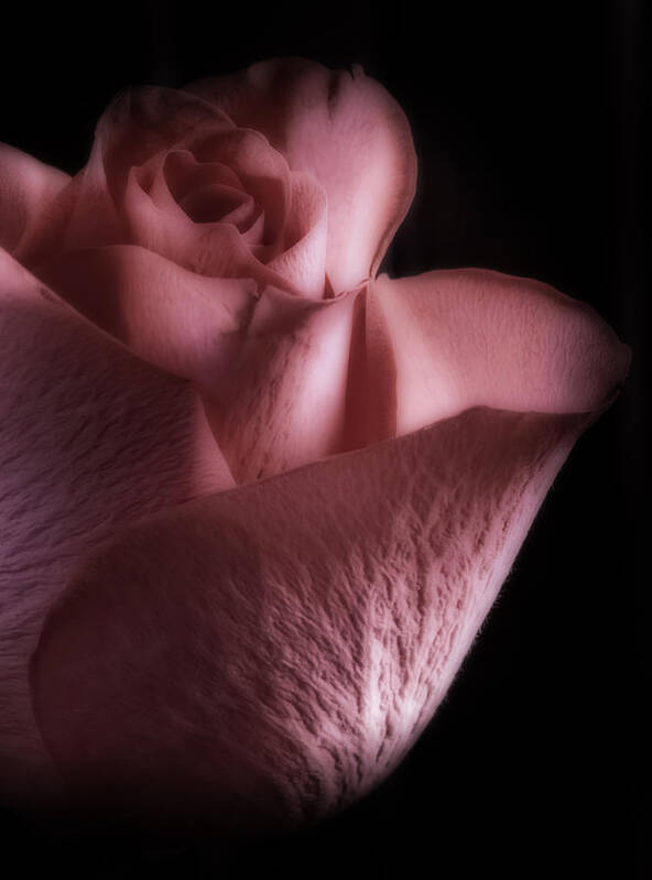 Rose Poster featuring the photograph Against The Darkness by Mark Alder