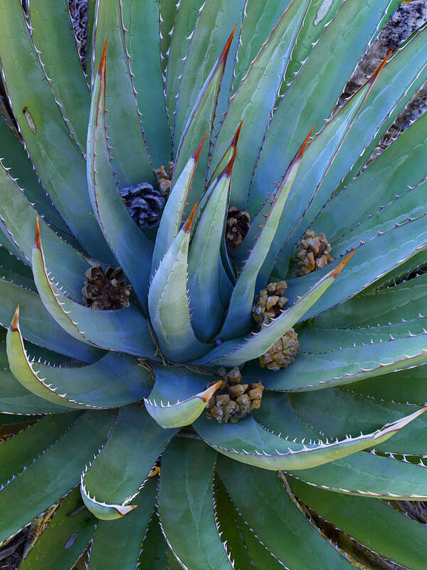 00175203 Poster featuring the photograph Agave With Pine Cones by Tim Fitzharris