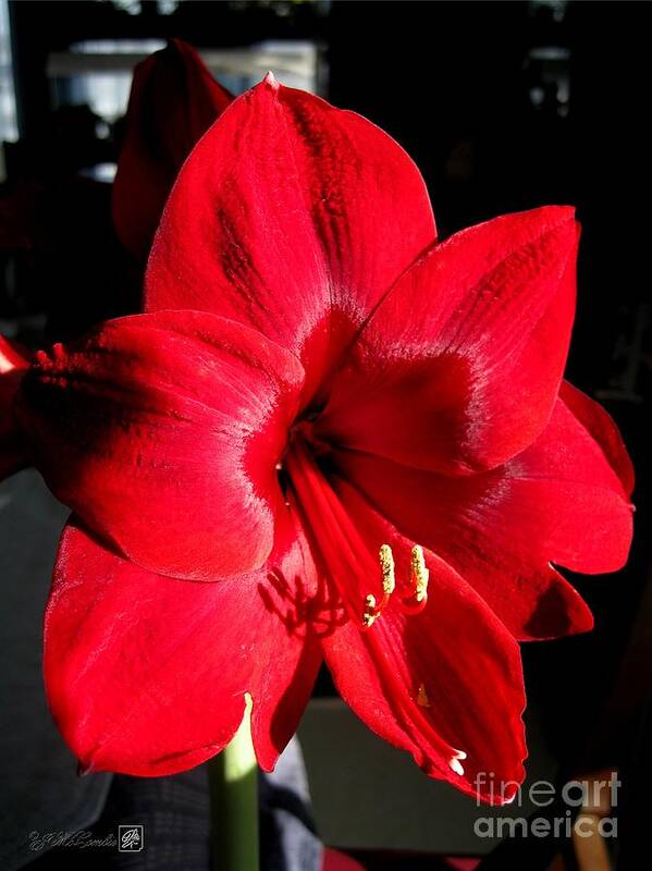 Mccombie Poster featuring the photograph Amaryllis named Black Pearl by J McCombie