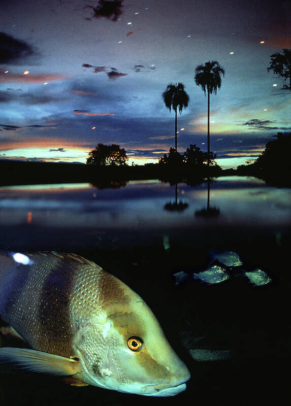 Amazon Poster featuring the photograph Amazon River by Per-Andre Hoffmann