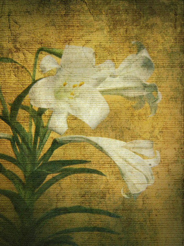 Antique Easter Lily - Maria Holmes Poster featuring the photograph Antique Easter Lily by Maria Holmes