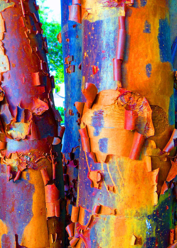 Arbutus Tree Poster featuring the photograph Arbutus Tree Summer by Laurie Tsemak
