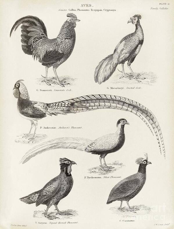Animal Poster featuring the photograph Asian Game Birds, 19th Century by Middle Temple Library
