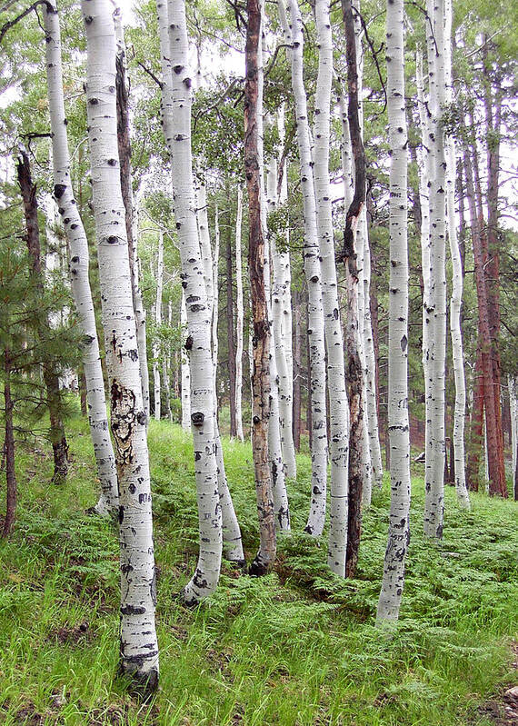 Aspens Poster featuring the photograph Aspen Forest by Laurel Powell