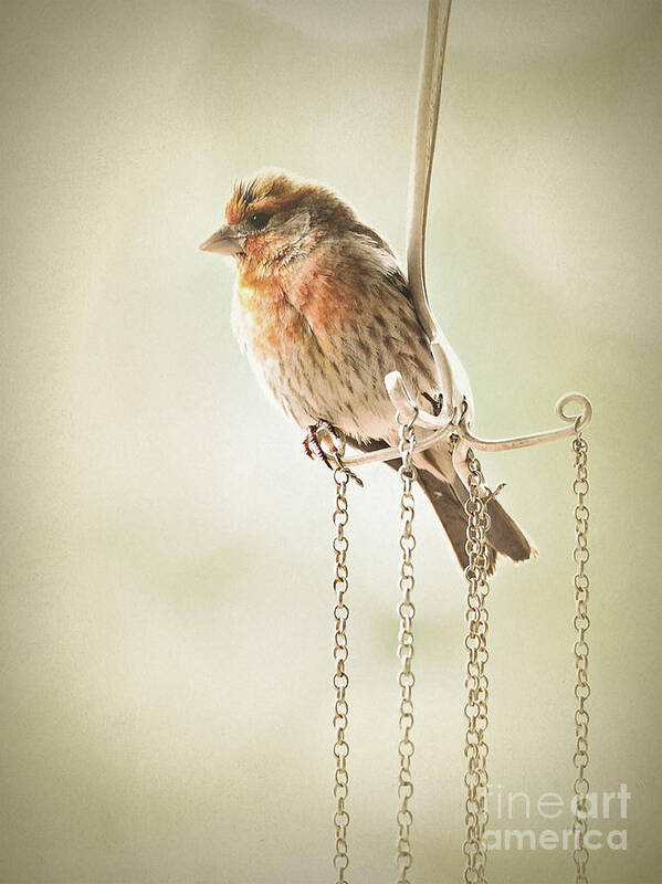 Birds Poster featuring the photograph Atticus by Parrish Todd