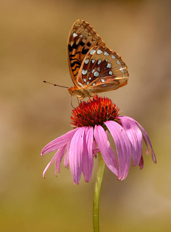 Echinacia Poster featuring the photograph Autumn Fritillary Butterfly by Lara Ellis