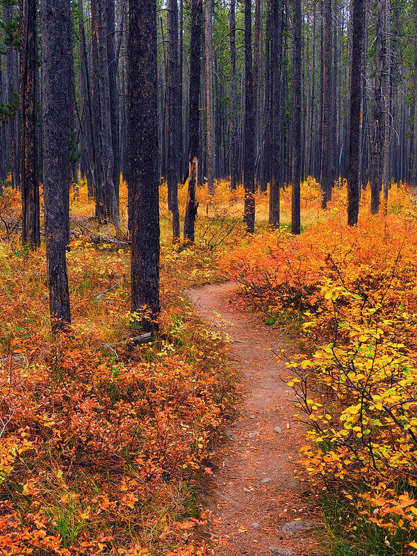 Yellowstone Poster featuring the photograph Autumn in Yellowstone by Raymond Salani III