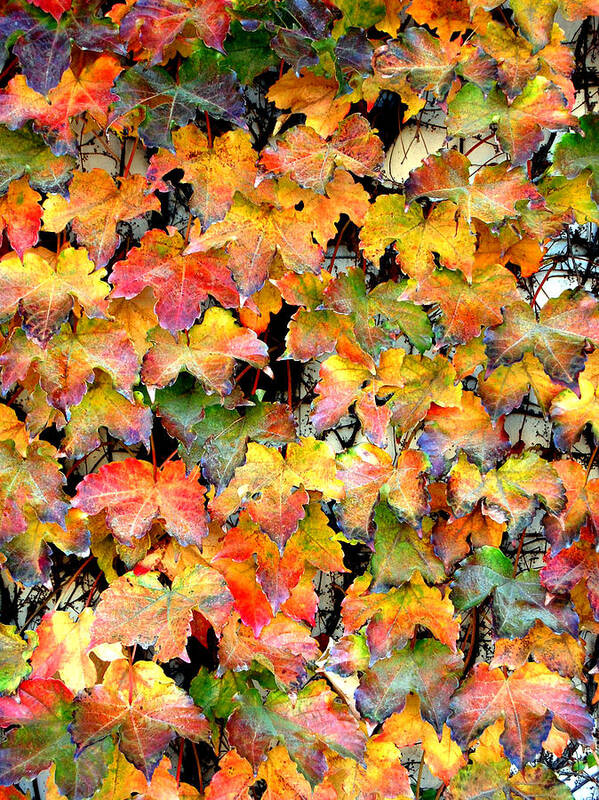 Autumn Poster featuring the photograph Autumn Leaves by Barbara J Blaisdell