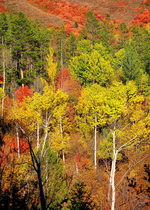 Autumn Poster featuring the photograph Autumn Splendor by Greg Norrell