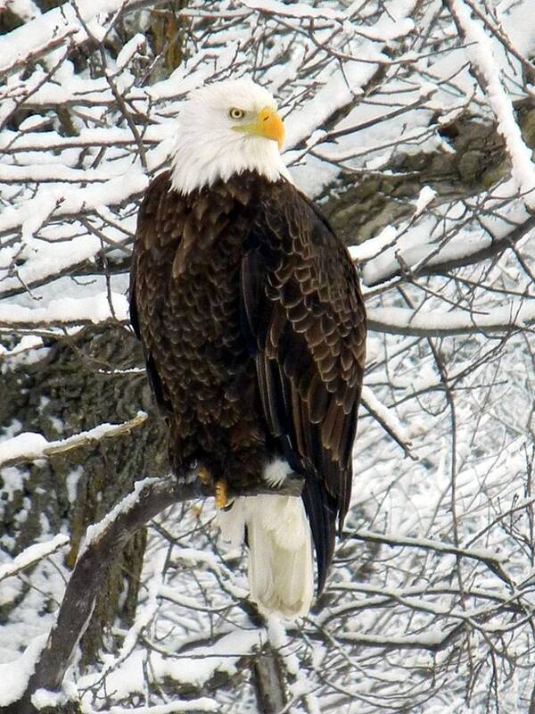Bald Eagle Poster featuring the photograph Bald Eagle by Penny Meyers