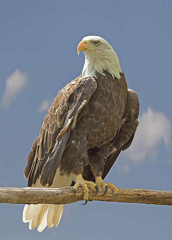 Bald Eagle Poster featuring the photograph Bald Eagle Portrait by John Vose