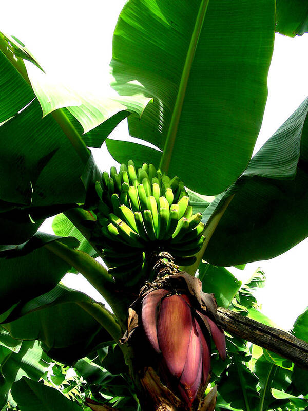 Digital Art Poster featuring the photograph Bananas by Jean Wolfrum