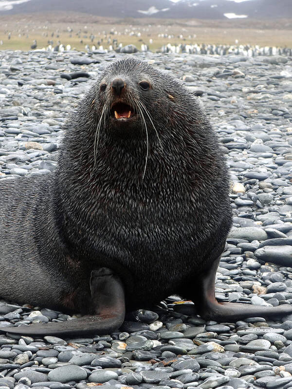 Antarctic Fur Seal Poster featuring the photograph Beachmaster by Ginny Barklow