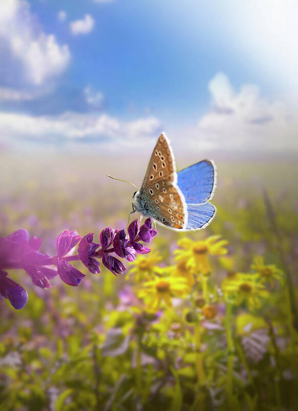 Scenics Poster featuring the photograph Beautiful Butterfly by Zeljkosantrac