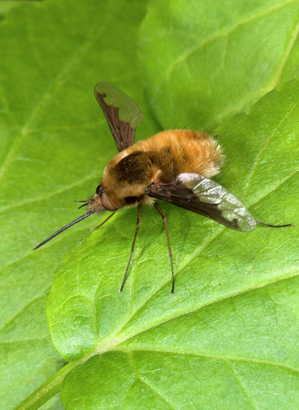 Insect Poster featuring the photograph Bee-fly by Nigel Downer