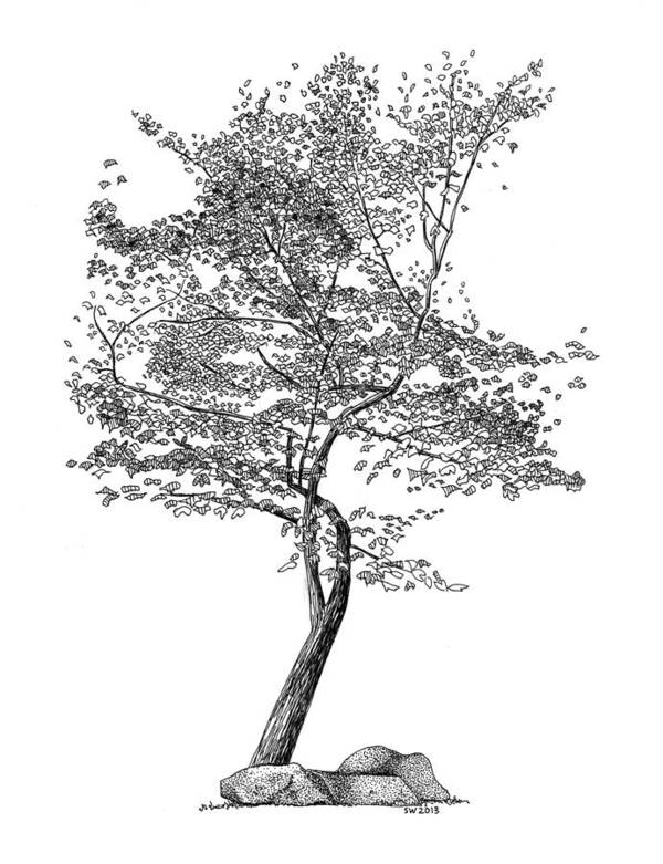 Beech Tree Rapidograph Pen Ink Poster featuring the drawing Beech Tree by Scott Woyak