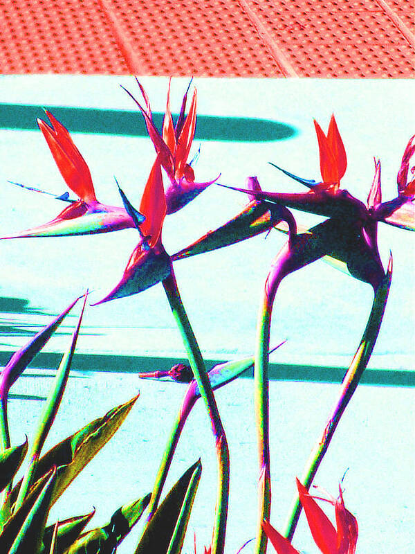 Flower Poster featuring the photograph Bird of Paradise by Lisa Dunn