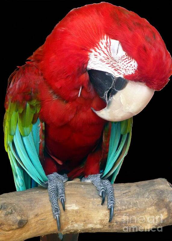 Macaw Poster featuring the photograph Bird Pad Boredom There's a Nap for That by Barbie Corbett-Newmin