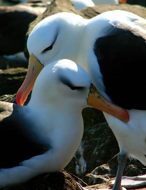 Nesting Albatross Poster featuring the photograph Black Browed Albatross Pair by Amanda Stadther