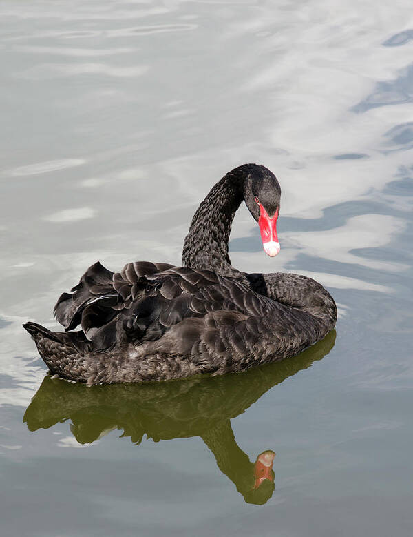 Bird Poster featuring the photograph Black Swan by Nigel Downer