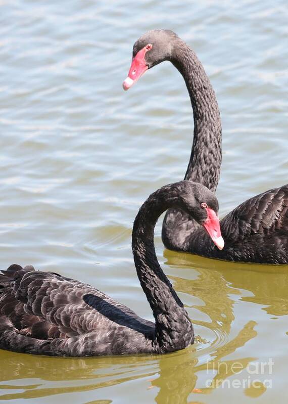 Black Swan Poster featuring the photograph Black Swan Pair by Carol Groenen