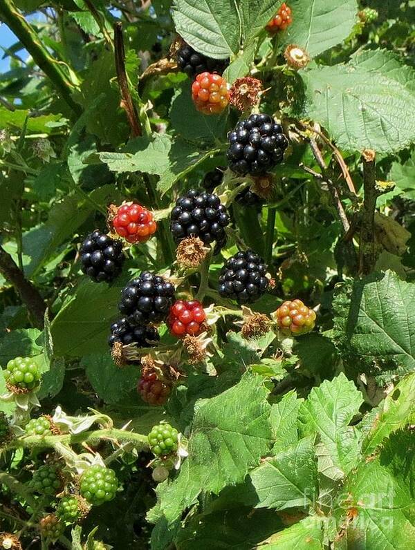 Fruits Poster featuring the photograph Blackberries by Susanne Baumann