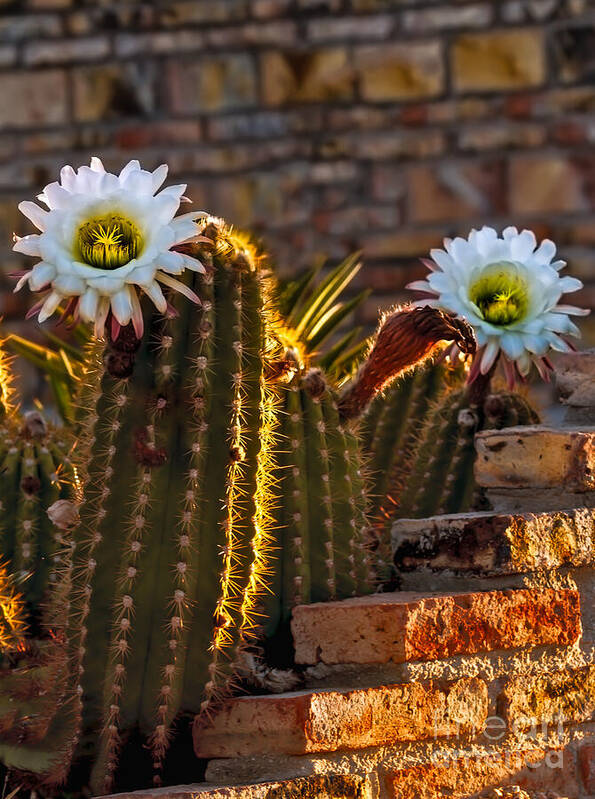 Argentine Giant Poster featuring the photograph Blooming Cactus by Robert Bales