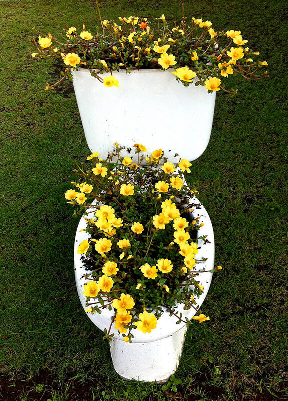 Toilet Poster featuring the photograph Blooming Loo by Venetia Featherstone-Witty