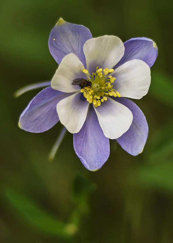 Photography Poster featuring the photograph Blue Columbine by Lee Kirchhevel