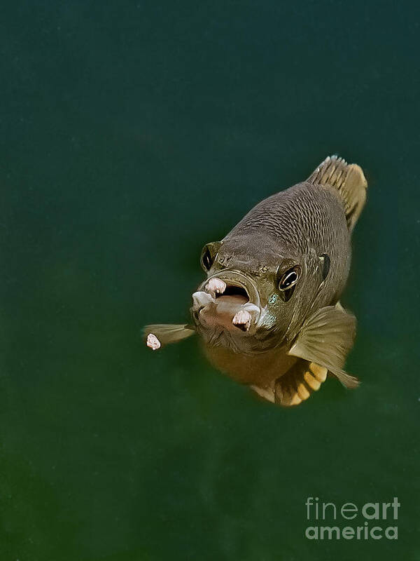 Blue Gill Poster featuring the photograph Blue Gill Feeding by Gwen Gibson