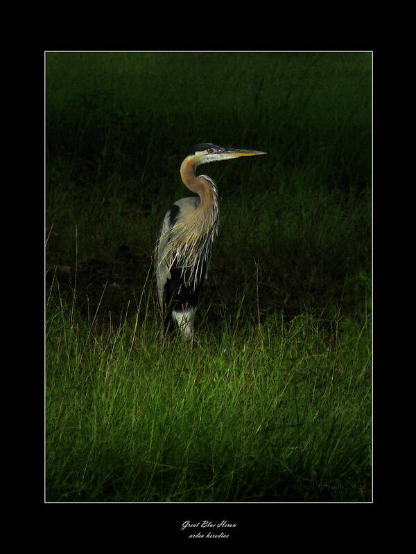 Nature Poster featuring the photograph Blue Heron in Grass by Deborah Smith
