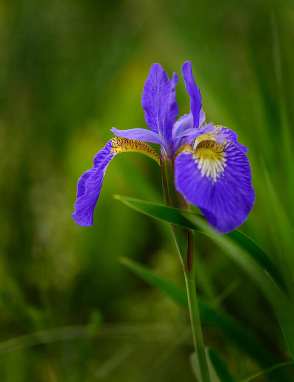 Flower Poster featuring the photograph Blue Iris by Robert Mitchell