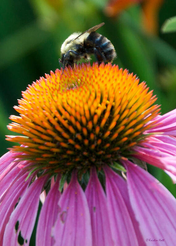 Bee Poster featuring the photograph Blue Striped Bee by Kristin Hatt