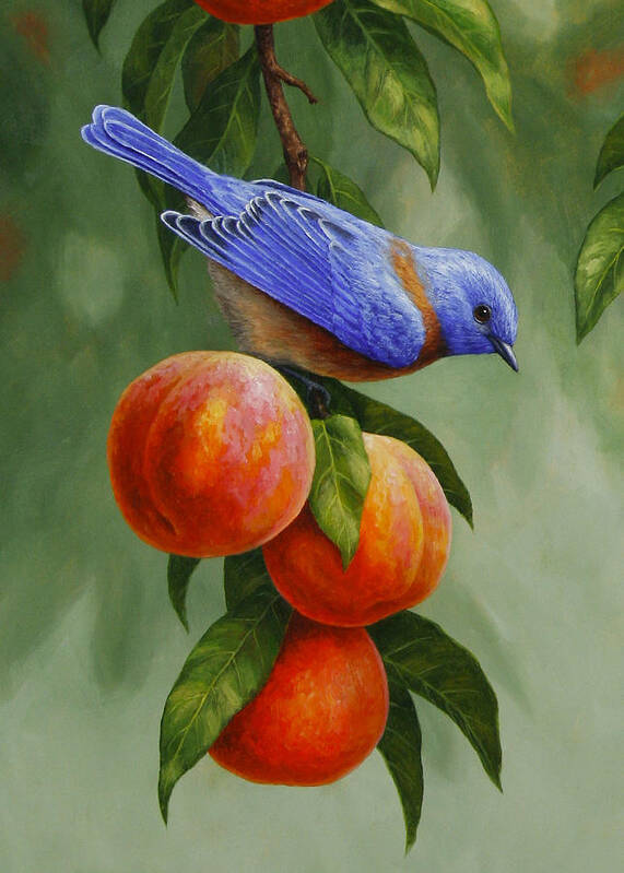 Bird Poster featuring the painting Bluebird and Peaches Greeting Card 1 by Crista Forest