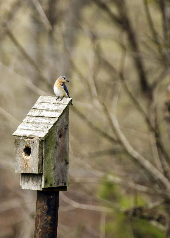 Eastern Poster featuring the photograph Bluebird House by Heather Applegate