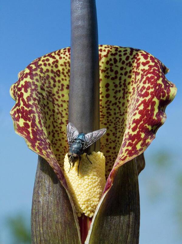 Voodoo Lily Poster featuring the photograph Bluebottle Fly On A Voodoo Lily by Science Photo Library