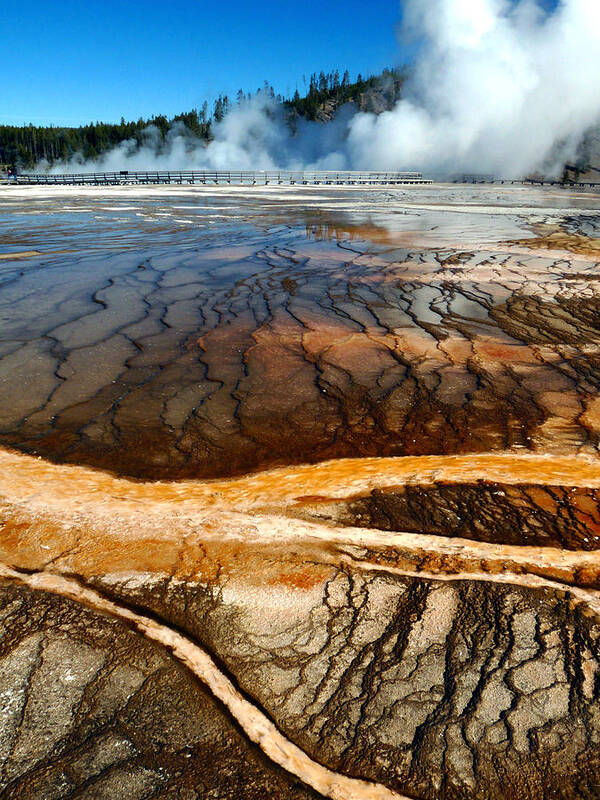Midway Geyser Basin Poster featuring the photograph Branches of Life by Tranquil Light Photography