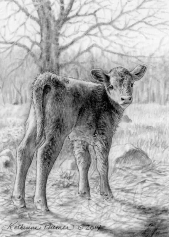 Calf Poster featuring the drawing Bright Eyed and Bushy Tailed by Katherine Plumer