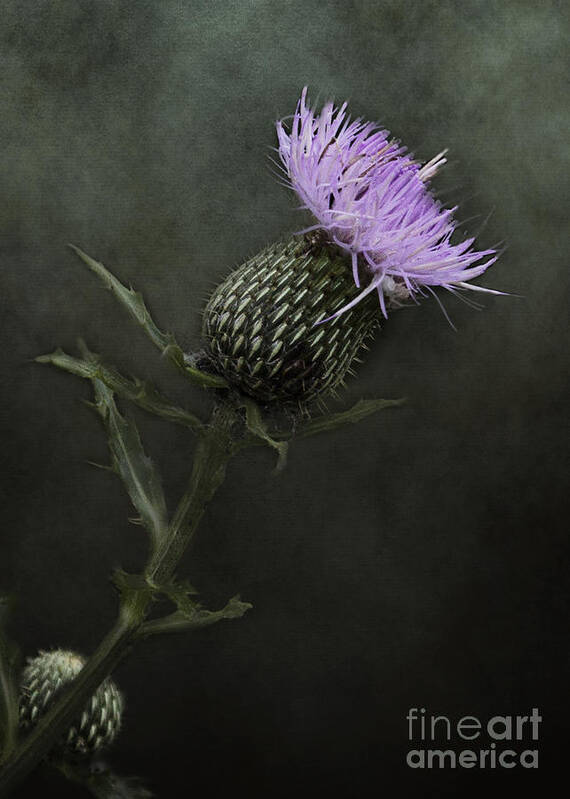 Thistle Poster featuring the photograph Bull Thistle Bloom by Pam Holdsworth