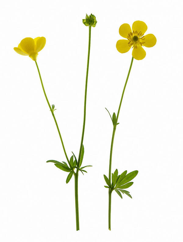 Buttercup Poster featuring the photograph Buttercup Flowers by Gustoimages/science Photo Library