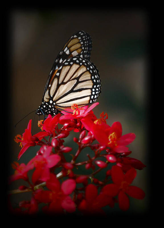 Butterfly Poster featuring the photograph Butterfly 6 by Leticia Latocki