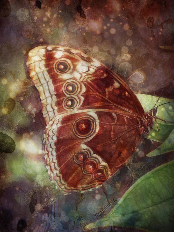 Butterfly Poster featuring the photograph Butterfly in my garden by Barbara Orenya