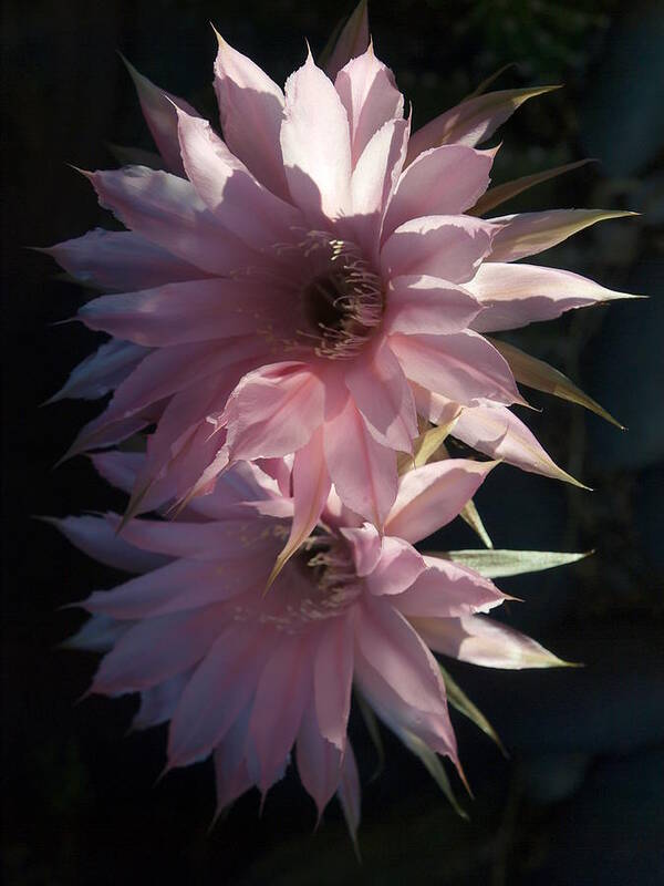 Cactus Flowers Poster featuring the photograph Cactus Flowers in Pink by Joe Schofield