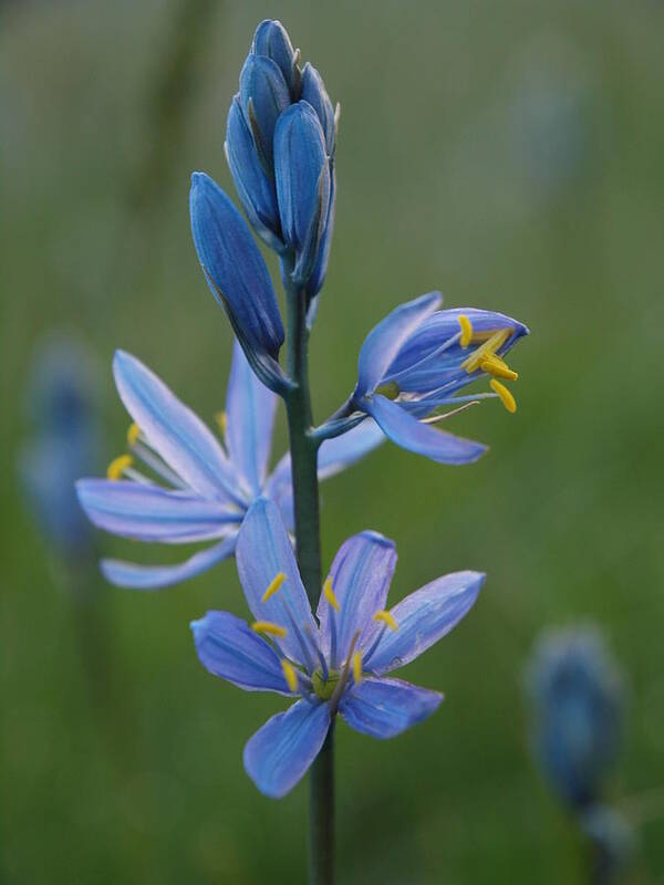 Elko Poster featuring the photograph Camas by Jenessa Rahn