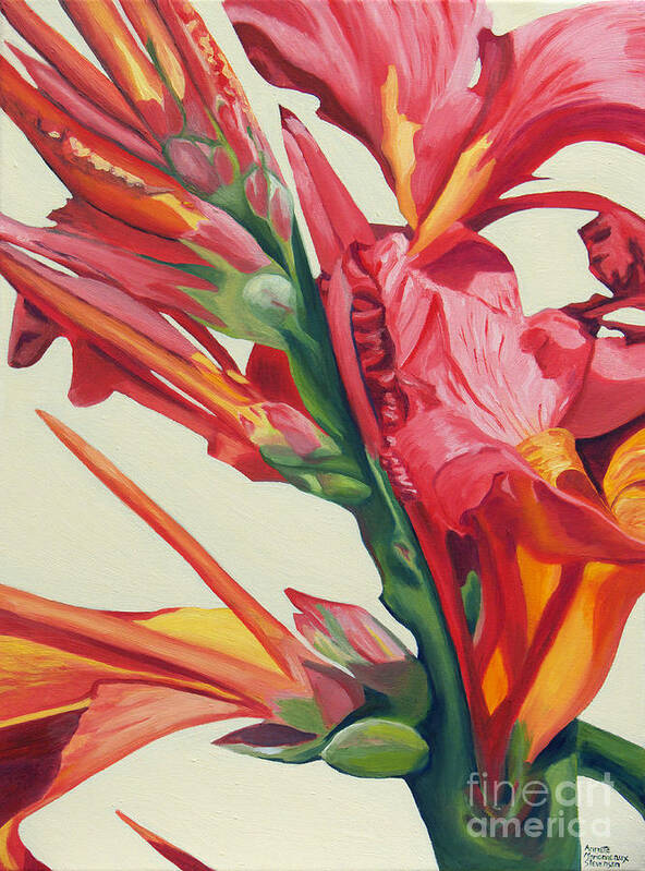 Canna Lily Poster featuring the painting Canna Lily by Annette M Stevenson