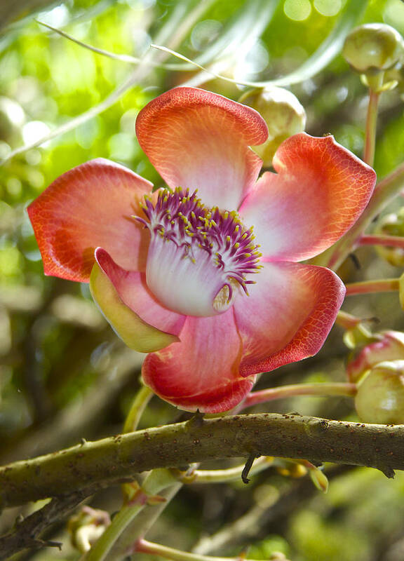 Couroupita Guianensis Poster featuring the photograph Cannonball Tree Flower Hawaii by Venetia Featherstone-Witty